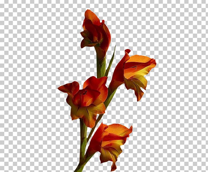 Flower Animation PNG, Clipart, Alstroemeriaceae, Amaryllis Belladonna, Anim, Blingee, Blog Free PNG Download