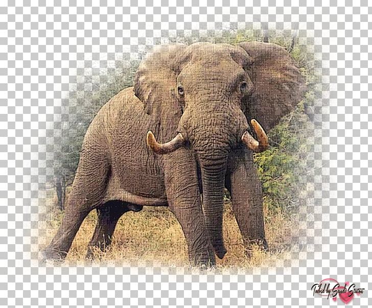 African Bush Elephant The African Elephant Felidae PNG, Clipart, Africa, African Bush Elephant, African Elephant, Animals, Asian Elephant Free PNG Download