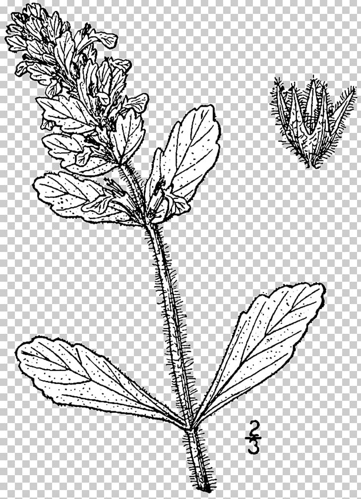 Ajuga Genevensis Bugleherb Mints Dicotyledon Plants PNG, Clipart, Ajuga Genevensis, Black And White, Branch, Bugleherb, Bugleweed Free PNG Download