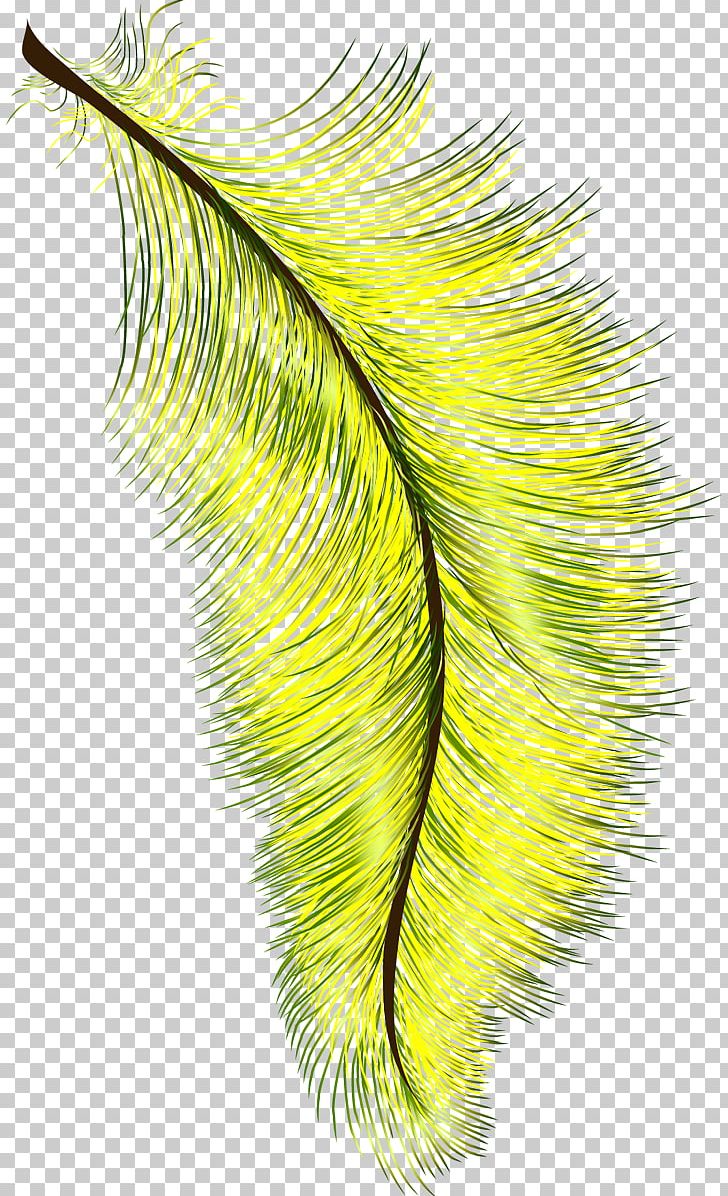 Feather Eyelash Close-up Line PNG, Clipart, Animals, Closeup, Eyelash, Feather, Line Free PNG Download