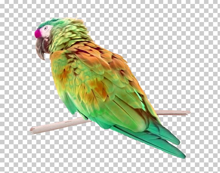 Lovebird Macaw Parakeet Perroquet PNG, Clipart, Animal, Animals, Beak, Bird, Bird Supply Free PNG Download