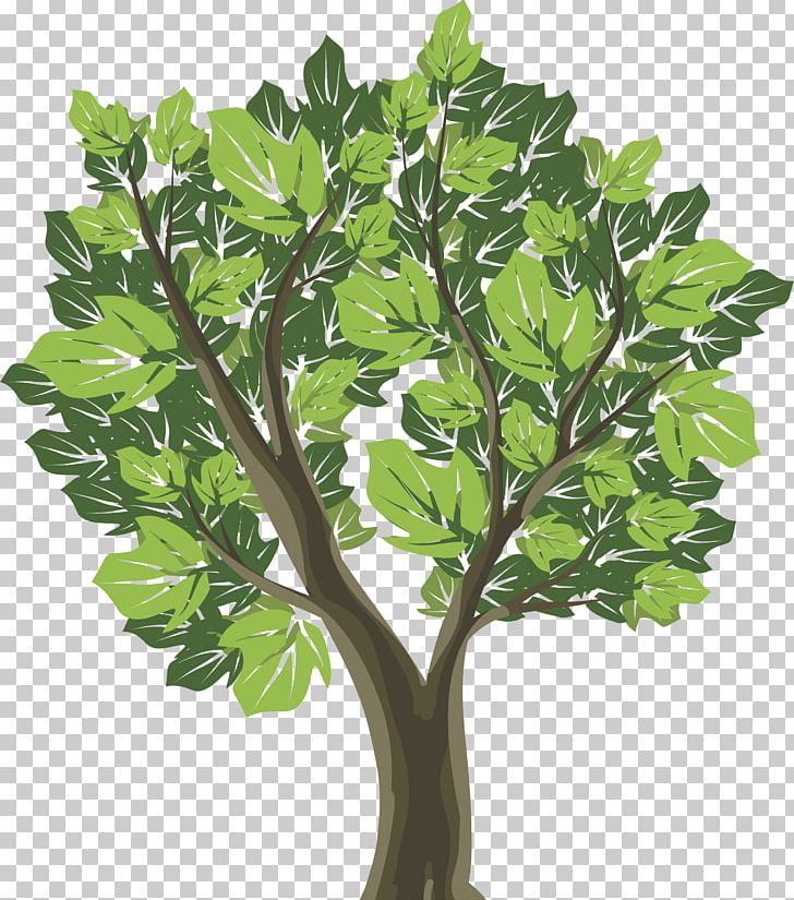 Tree Graphic Design PNG, Clipart, Art, Branch, Color, Download, Evergreen Free PNG Download