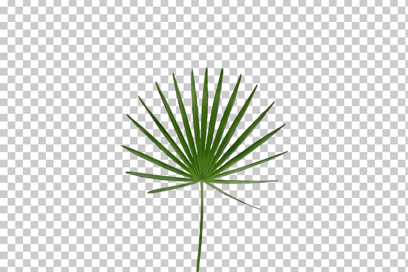 Palm Trees PNG, Clipart, Biology, Grasses, Leaf, Line, Paint Free PNG Download