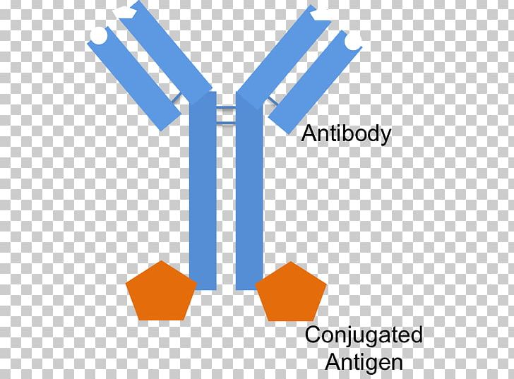 Antibody Epitope Fragment Antigen-binding B Cell PNG, Clipart, Angle, Antibody, Antigen, Area, Bcell Receptor Free PNG Download