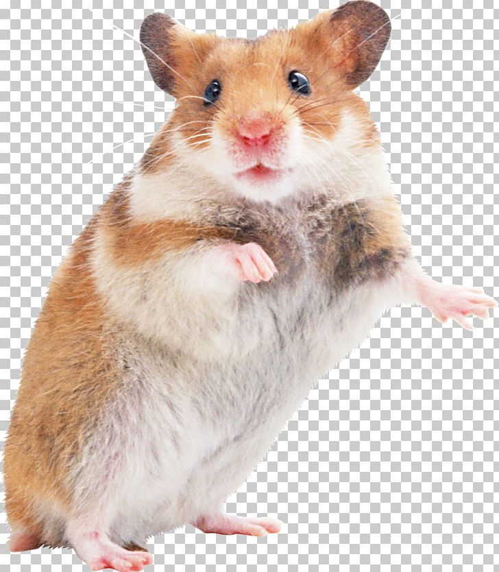 Golden Hamster Mouse Rodent Gerbil PNG, Clipart, Animals, Cage, Cat, Cute Animals, Cuteness Free PNG Download