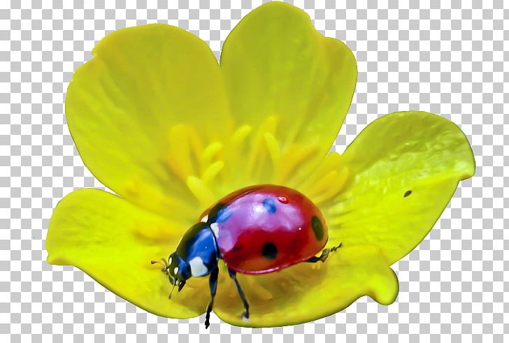 Insect Coccinella Septempunctata Ladybird PNG, Clipart, Animals, Beetle, Coccinella, Coccinella Septempunctata, Computer Icons Free PNG Download