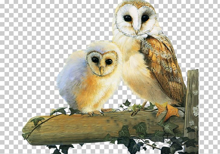 Little Owl Bird Tawny Owl Animal PNG, Clipart, Animal, Animals, Beak, Bird, Bird Of Prey Free PNG Download
