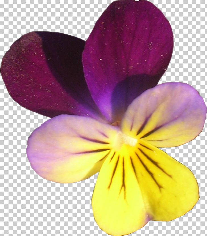 Pansy Violet Close-up PNG, Clipart, Closeup, Close Up, Flower, Flowering Plant, Magenta Free PNG Download