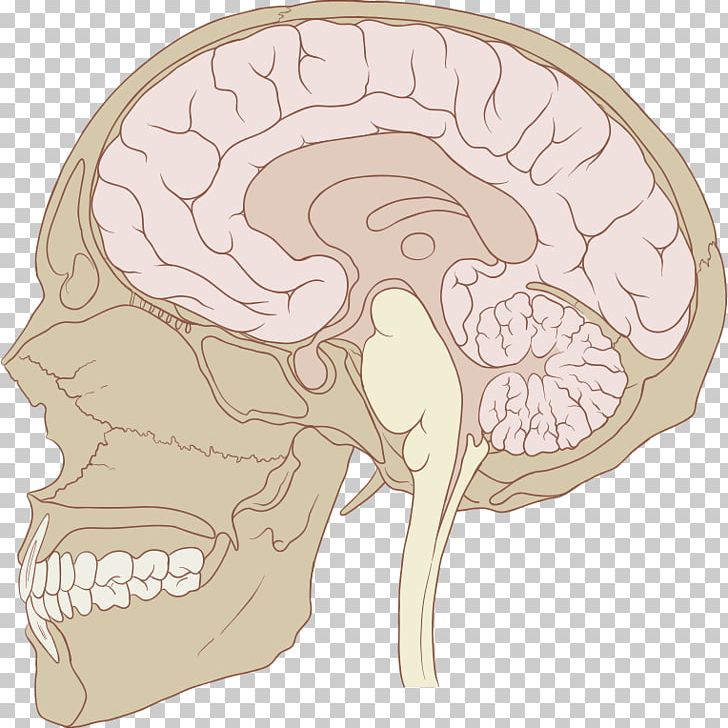 Pituitary Gland Pituitary Disease Anterior Pituitary Endocrine System Endocrine Gland PNG, Clipart, Anterior Pituitary, Bone, Brain, Cushings Disease, Endocrine Gland Free PNG Download