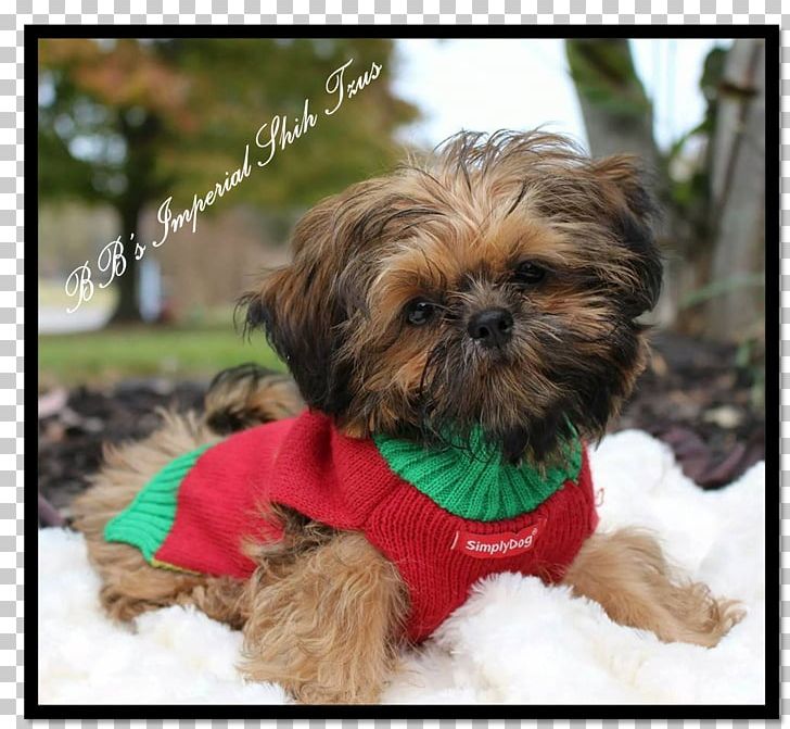 Shih Tzu Chinese Imperial Dog Griffon Bruxellois Affenpinscher Lhasa Apso PNG, Clipart, Affenpinscher, American Kennel Club, Animals, Canadian Kennel Club, Carnivoran Free PNG Download