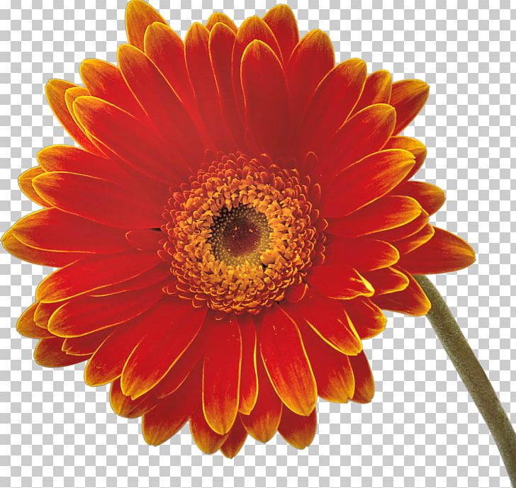 Transvaal Daisy Common Daisy Oxeye Daisy PNG, Clipart, Annual Plant, Chrysanthemum, Chrysanths, Common Daisy, Cut Flowers Free PNG Download