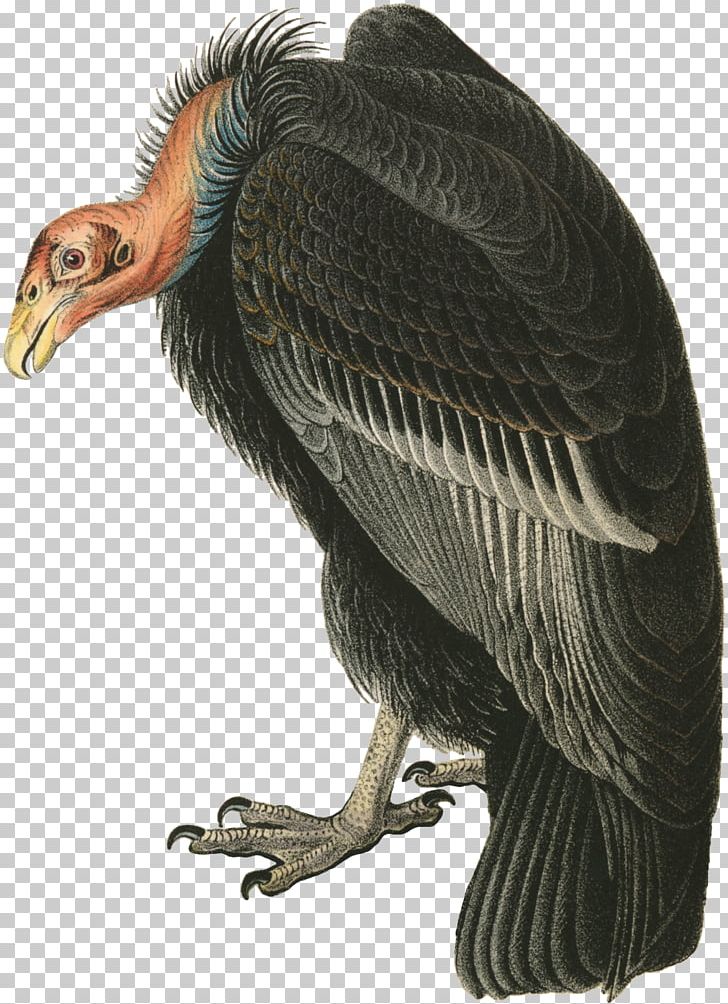 Turkey Vulture The Birds Of America Beaky Buzzard PNG, Clipart, Andean Condor, Animals, Beak, Beaky Buzzard, Bird Free PNG Download