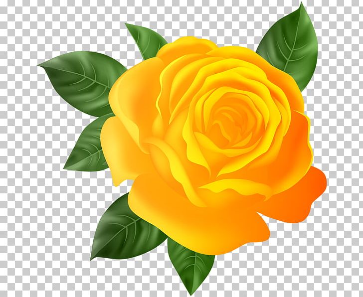Garden Roses Floribunda PNG, Clipart, Blue Rose, Cut Flowers, Floribunda, Flower, Flowering Plant Free PNG Download