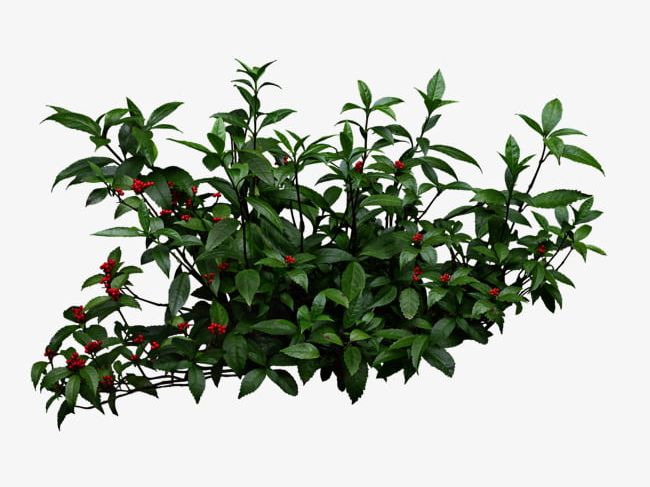 Plant Shrubs PNG, Clipart, Garden, Green, Green Leaves, Leaves, Plant Free PNG Download