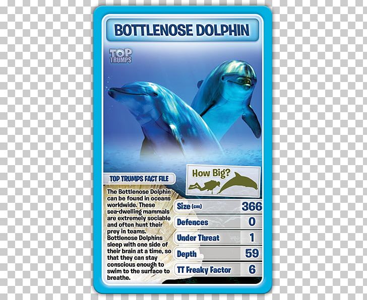 Dolphin Winning Moves Top Trumps Card Game PNG, Clipart, Animal, Animals, Blue, Card Game, Collectable Trading Cards Free PNG Download