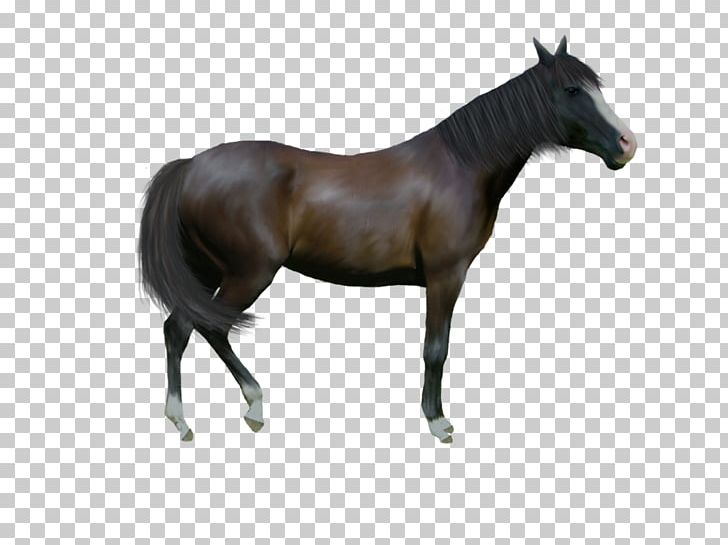 Moose Colony Of Nova Scotia Foal Mane Stallion PNG, Clipart, Animal Figure, Arabian, Bit, Bridle, Colony Of Nova Scotia Free PNG Download