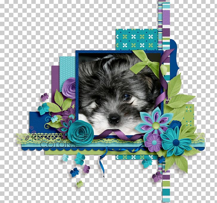 Morkie Puppy Schnoodle Yorkshire Terrier Havanese Dog PNG, Clipart, Breed, Canidae, Carnivoran, Companion Dog, Coton De Tulear Free PNG Download