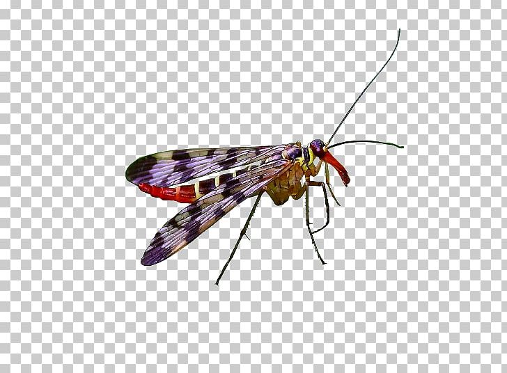 Net-winged Insects Butterfly Insect Wing Pterygota PNG, Clipart, Arthropod, Butterflies And Moths, Butterfly, Chomikujpl, Fly Free PNG Download