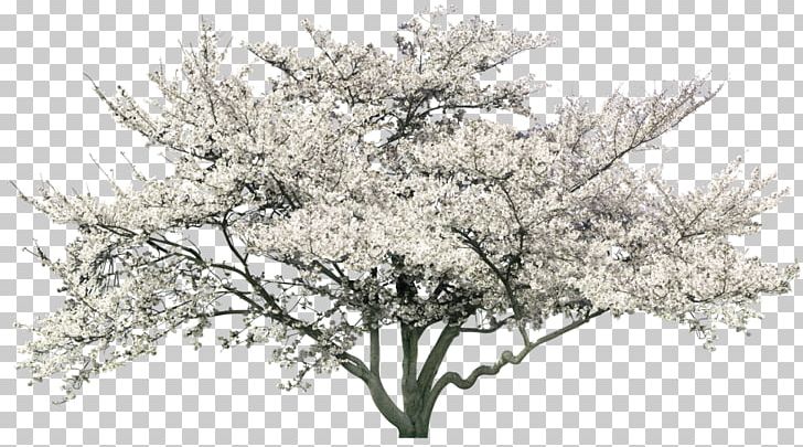 Tree Peach Garden Landscape PNG, Clipart, Branch, Cherry Blossom, Christmas Decoration, Christmas Tree, Decorative Free PNG Download