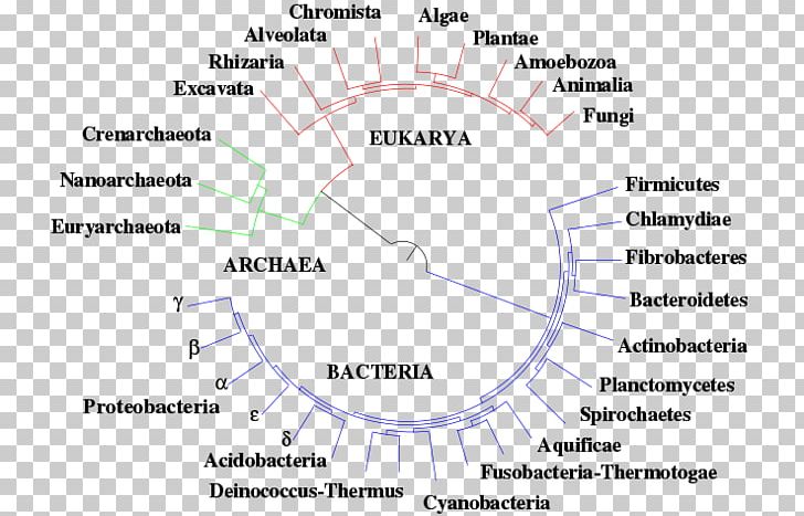 Diagram Phylogenetic Tree Line Angle Phylogenetics PNG, Clipart, Angle, Area, Diagram, Life, Life Tree Free PNG Download