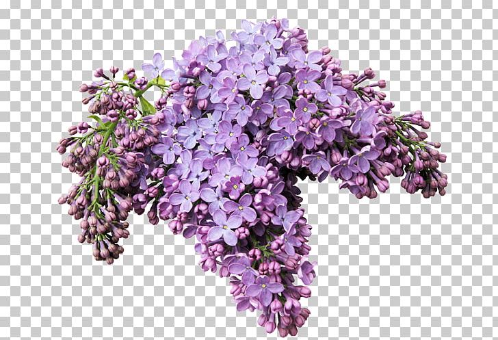 Lilacs In A Window Flower Internet PNG, Clipart, Artificial Flower, Blossom, Branch, Cut Flowers, Decoration Free PNG Download