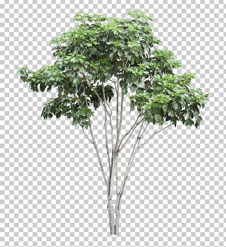 Raintree Silk Plants Orange PNG, Clipart, Branch, Citrus, Flowerpot, Leaf, Orange Free PNG Download