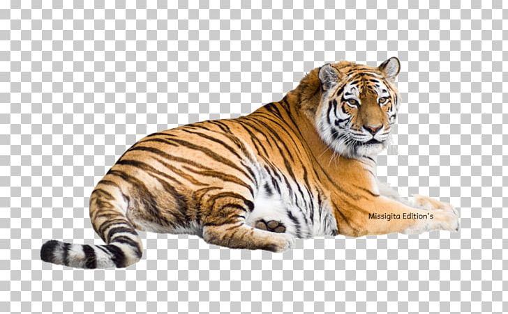 Siberian Tiger Bengal Tiger Felidae Malayan Tiger White Tiger PNG, Clipart, Animal Figure, Animals, Bengal Tiger, Big Cats, Carnivoran Free PNG Download