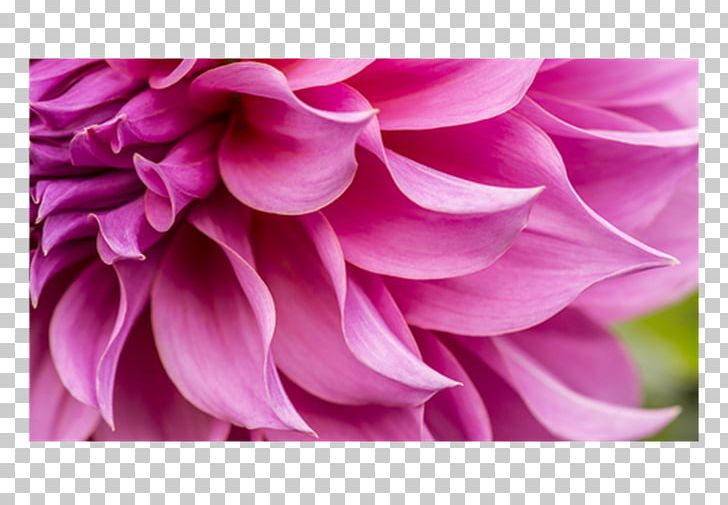 Stock Photography Floral Design Petal Flower PNG, Clipart, Computer, Cut Flowers, Dahlia, Desktop Wallpaper, Floral Design Free PNG Download