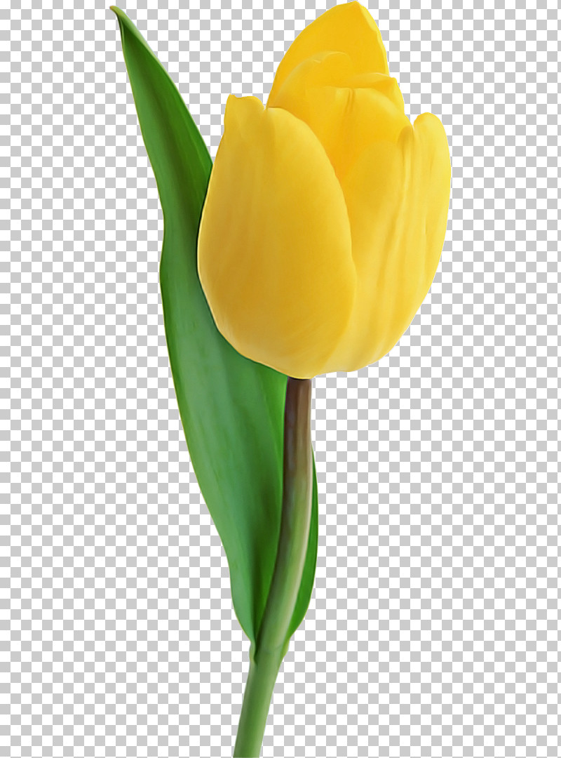 Tulip Yellow Flower Arum Plant PNG, Clipart, Alismatales, Arum, Arum Family, Bud, Flower Free PNG Download
