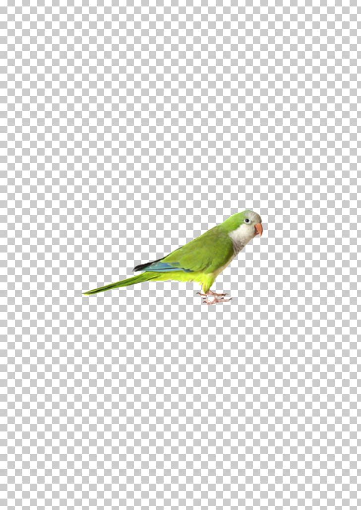 Budgerigar Parrot Bird Cockatiel Finch PNG, Clipart, Animals, Beak, Bird, Budgerigar, Cage Free PNG Download