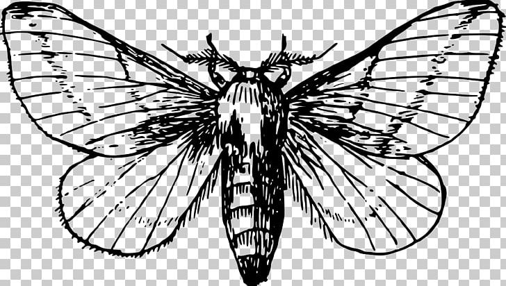 Butterfly Luna Moth Drawing PNG, Clipart, Animals, Arthropod, Artwork, Black And White, Brush Footed Butterfly Free PNG Download