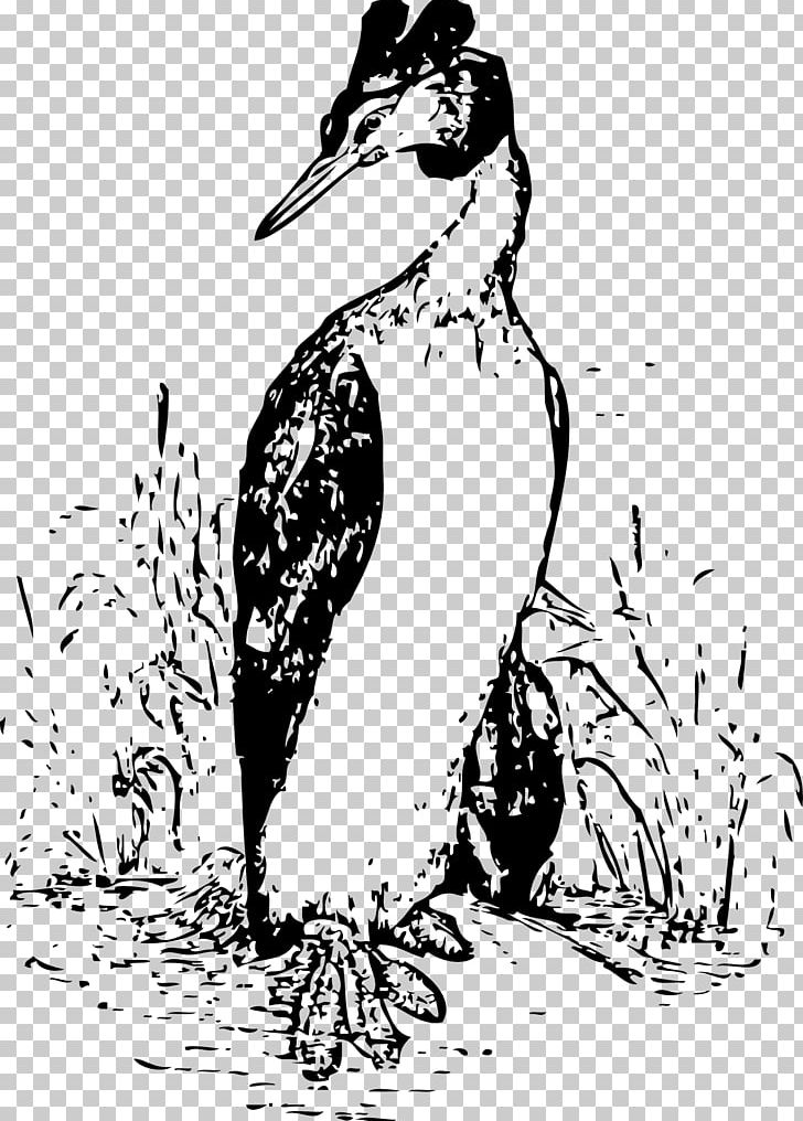 Bird Duck Grebe PNG, Clipart, Animals, Art, Artwork, Beak, Black And White Free PNG Download