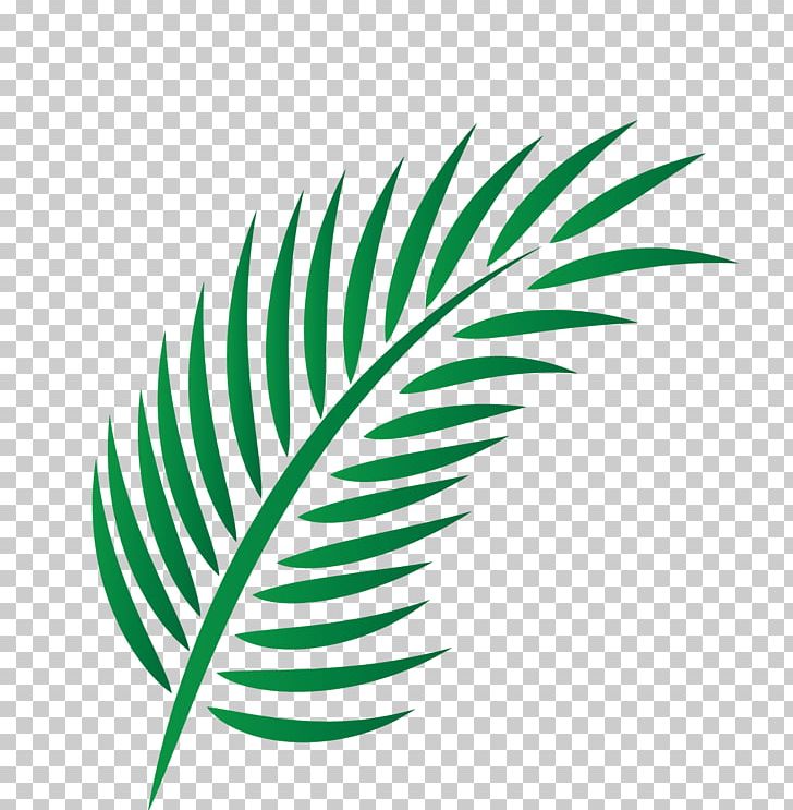 Leaf Arecaceae PNG, Clipart, Arecaceae, Border, Date Palm, Download, Encapsulated Postscript Free PNG Download
