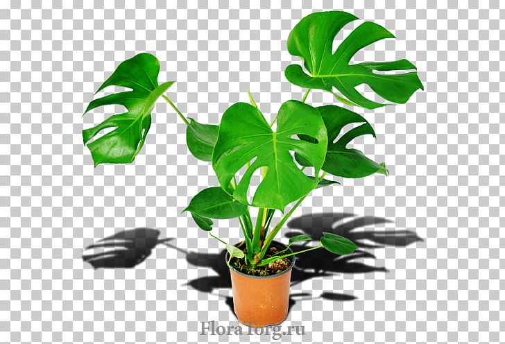 Flowerpot Houseplant Leaf Plant Stem PNG, Clipart, Flowerpot, Houseplant, Leaf, Monstera, Plant Free PNG Download