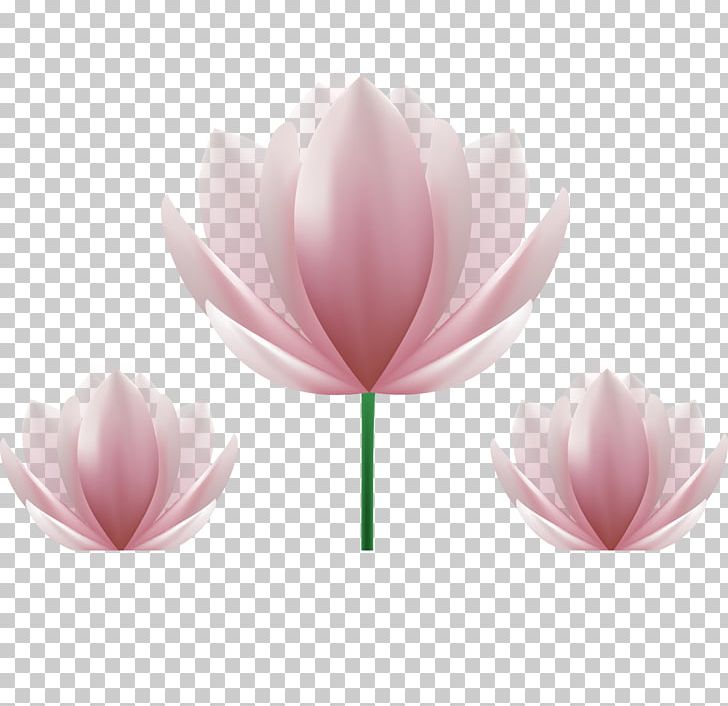 Nelumbo Nucifera PNG, Clipart, Aquatic Plant, Balloon Cartoon, Boy Cartoon, Cartoon, Cartoon Character Free PNG Download