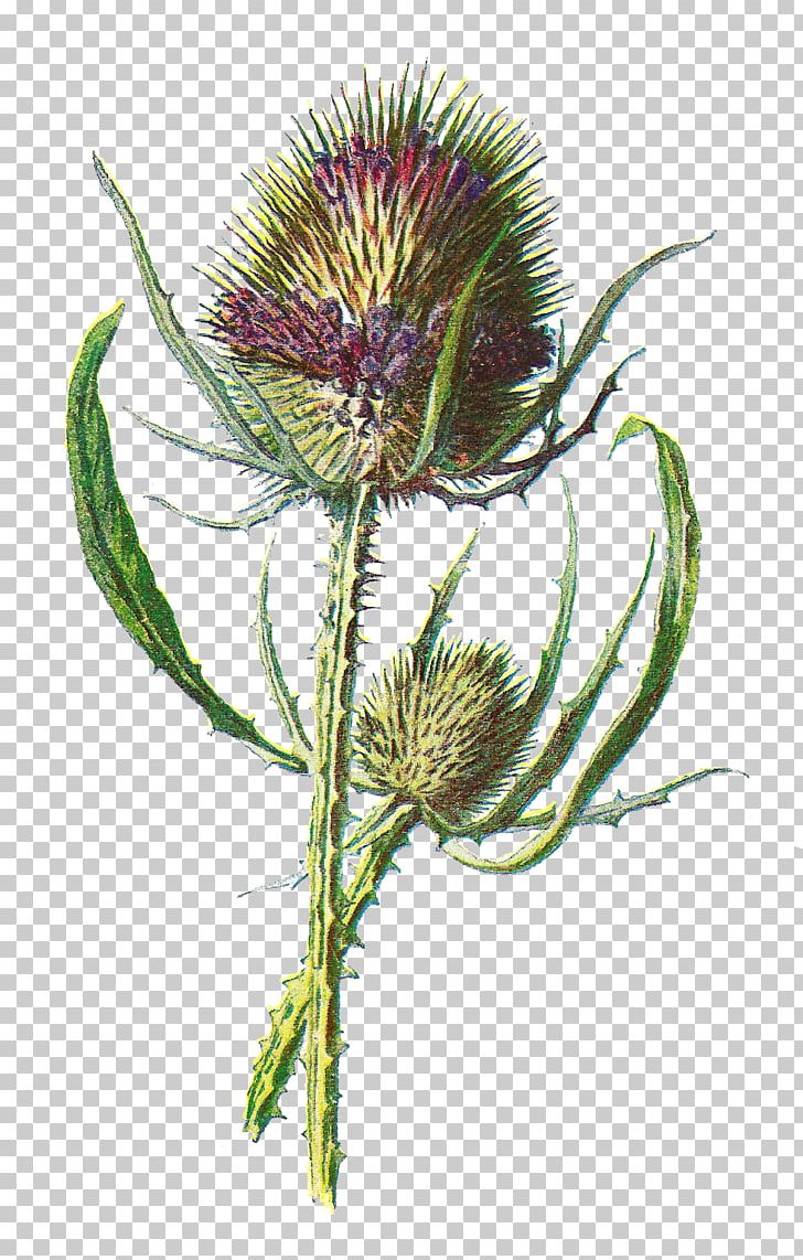 Scotland Thistle Dipsacus Fullonum Wildflower PNG, Clipart, Artichoke Thistle, Botanical, Burdock, Cirsium Vulgare, Cynara Free PNG Download