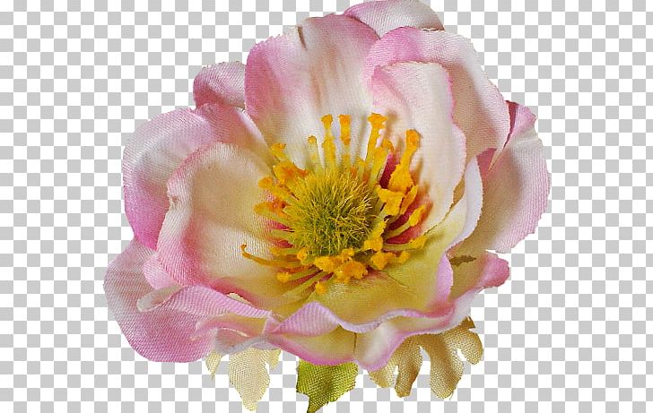 Peony Mental Illness Awareness Week Mental Disorder Mental Health Awareness Month PNG, Clipart, Annual Plant, Awareness, Awareness Ribbon, Flower, Mental Disorder Free PNG Download