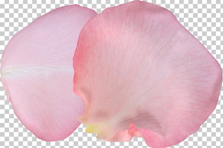 Petal Garden Roses Photography Ты — моя нежность PNG, Clipart, Albom, Flower, Garden Roses, Liveinternet, Magenta Free PNG Download