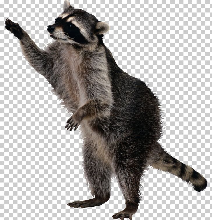 Rocket Raccoon PNG, Clipart, Animals, Carnivoran, Computer Icons, Fur, Image Resolution Free PNG Download