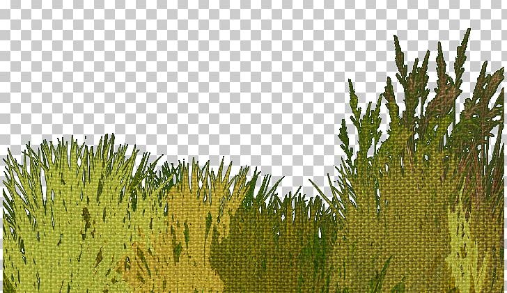 Green Grass PNG, Clipart, Background Green, Biome, Commodity, Crop, Diagram Free PNG Download