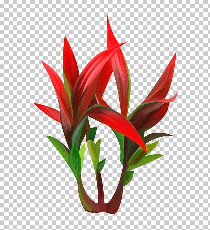 Portable Network Graphics Plants Red Agave PNG, Clipart, Agave, Aquarium, Aquarium Decor, Color, Cut Flowers Free PNG Download