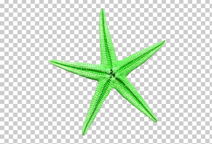 Starfish Sea Green PNG, Clipart, Animal, Animals, Background Green, Bit, Colorful Free PNG Download