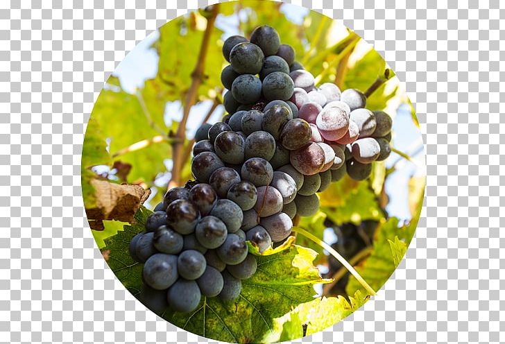 Sultana Vecchie Terre Di Montefili Sangiovese Chianti DOCG Chianti Classico PNG, Clipart, Blueberry, Cabernet Sauvignon, Chianti, Chianti Classico, Chianti Docg Free PNG Download