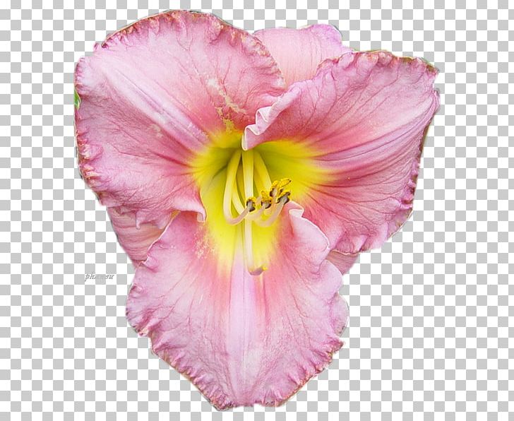Mallows Cut Flowers Petal Pink M PNG, Clipart, Cut Flowers, Daylily, Family, Flower, Flowering Plant Free PNG Download