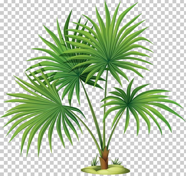 Mexican Fan Palm Palm Trees Graphics Illustration PNG, Clipart, Arecales, Borassus Flabellifer, Date Palm, Elaeis, Fan Palms Free PNG Download