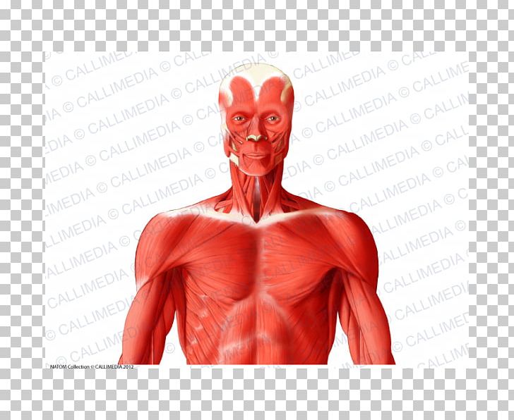 Muscle Human Body Head And Neck Anatomy Shoulder PNG, Clipart, Abdomen, Anatomy, Anterior Triangle Of The Neck, Arm, Chest Free PNG Download