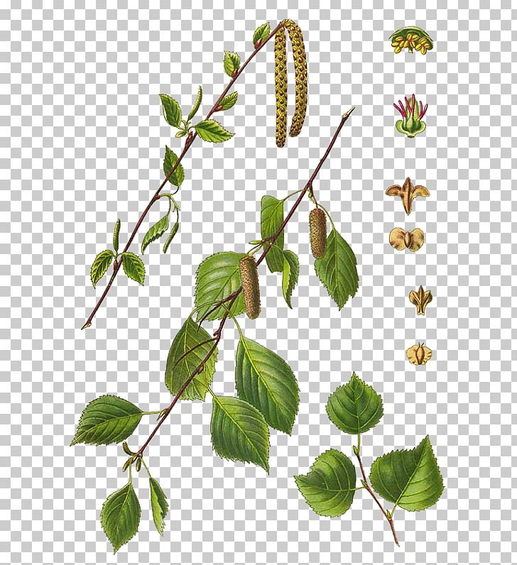 Betula Pubescens Silver Birch Paper Birch Tree Botany PNG, Clipart, Betulaceae, Betula Pubescens, Birch, Birch Tree, Botanical Illustration Free PNG Download