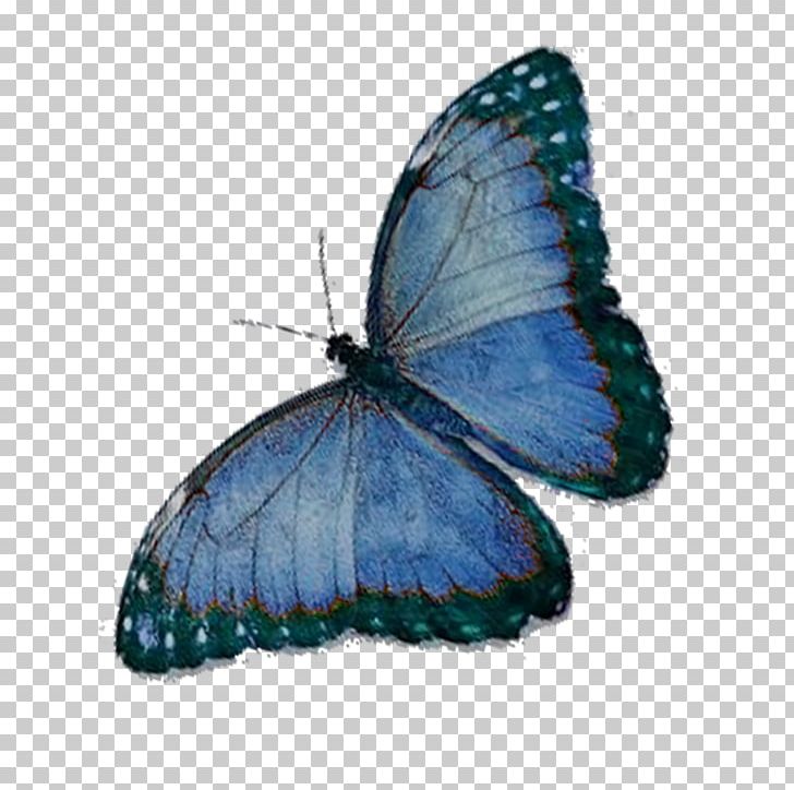 Butterfly Nymphalidae Lycaenidae PNG, Clipart, Animal, Arthropod, Blue, Blue Abstract, Blue Abstracts Free PNG Download