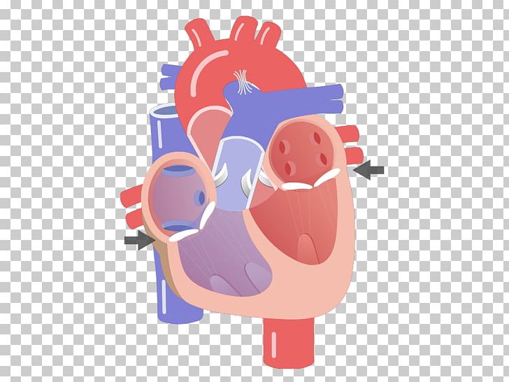 Heart Valve Electrical Conduction System Of The Heart Anatomy Circulatory  System PNG, Clipart, Anatomy, Animation, Aorta,