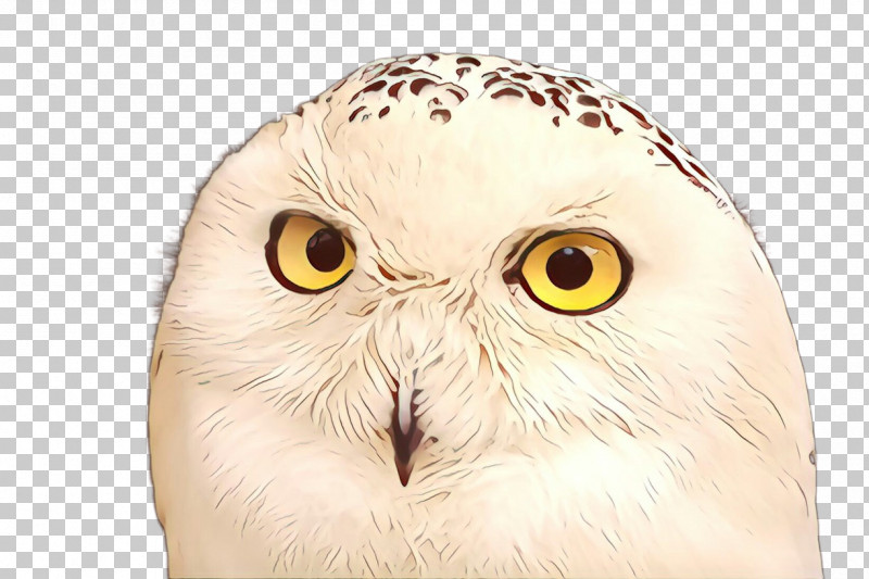 Owl Snowy Owl Bird Bird Of Prey Beak PNG, Clipart, Beak, Bird, Bird Of Prey, Closeup, Owl Free PNG Download